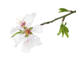 Beautiful blossoming tree branch with flowers isolated on white. Spring season