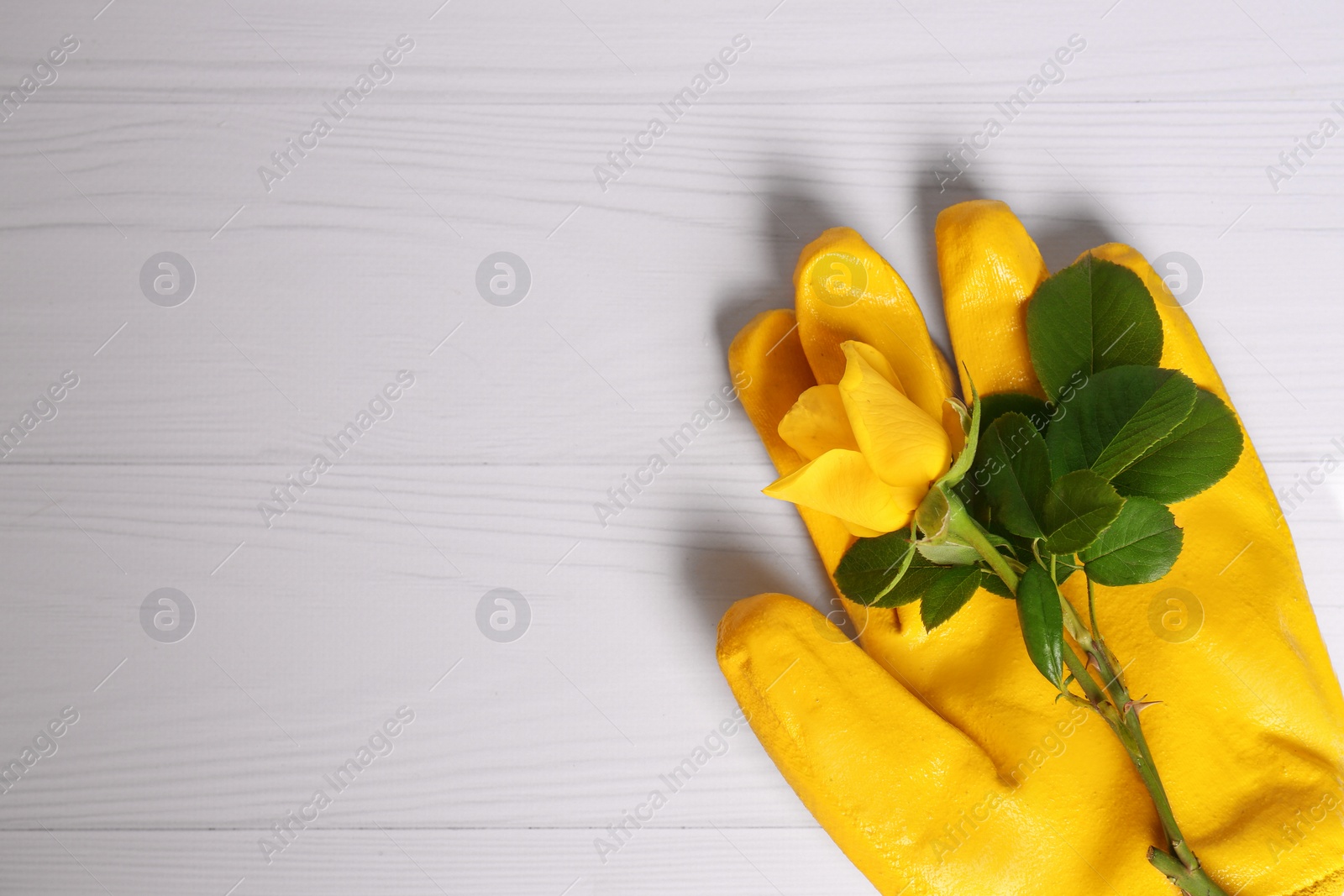 Photo of Gardening gloves with beautiful rose on white wooden table, top view. Space for text