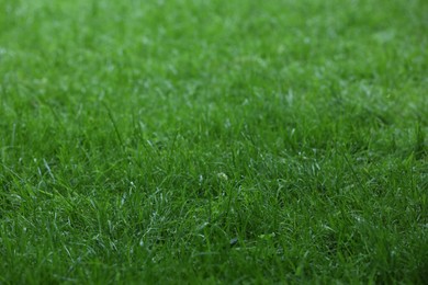 Photo of Fresh green grass with water drops growing outdoors in summer