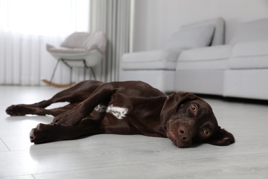 Photo of Cute German Shorthaired Pointer dog resting on warm floor. Heating system