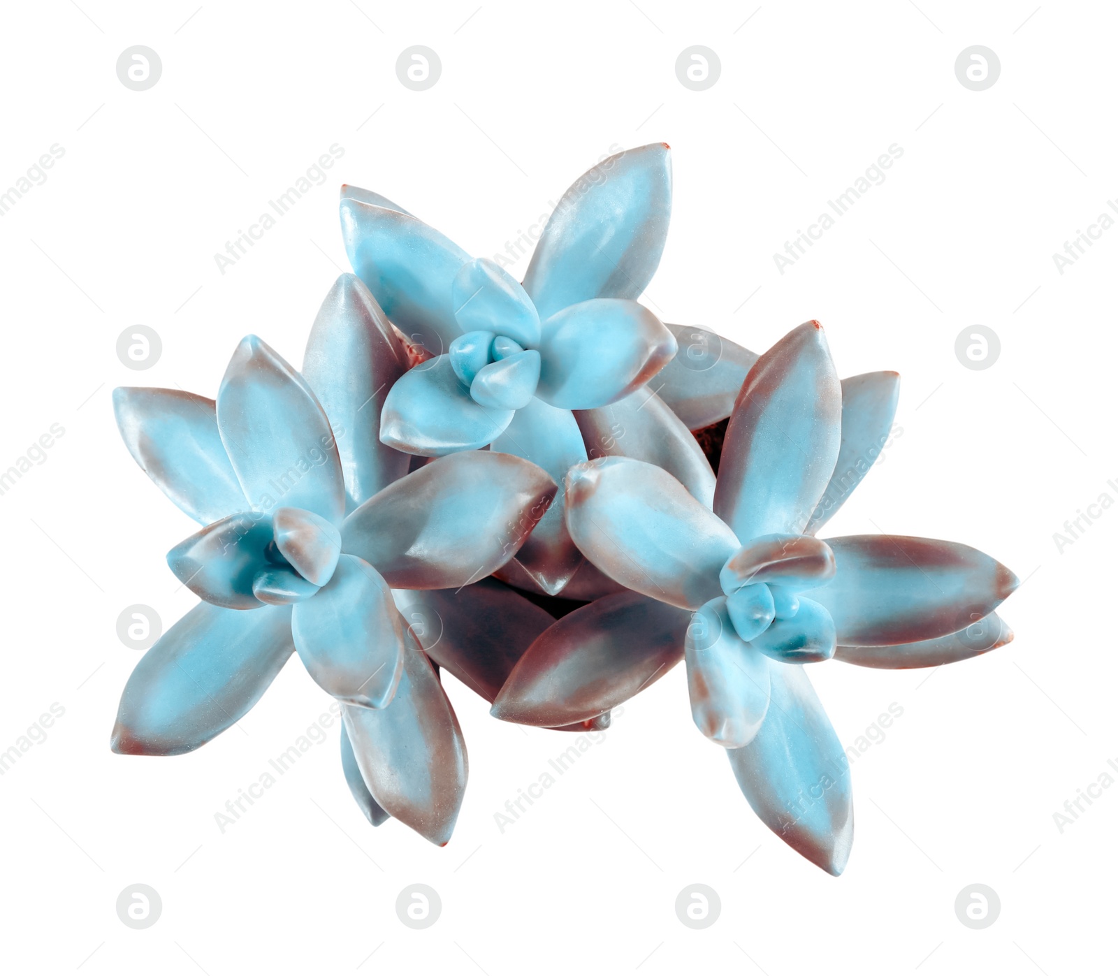 Image of Beautiful succulent plant on white background, top view 
