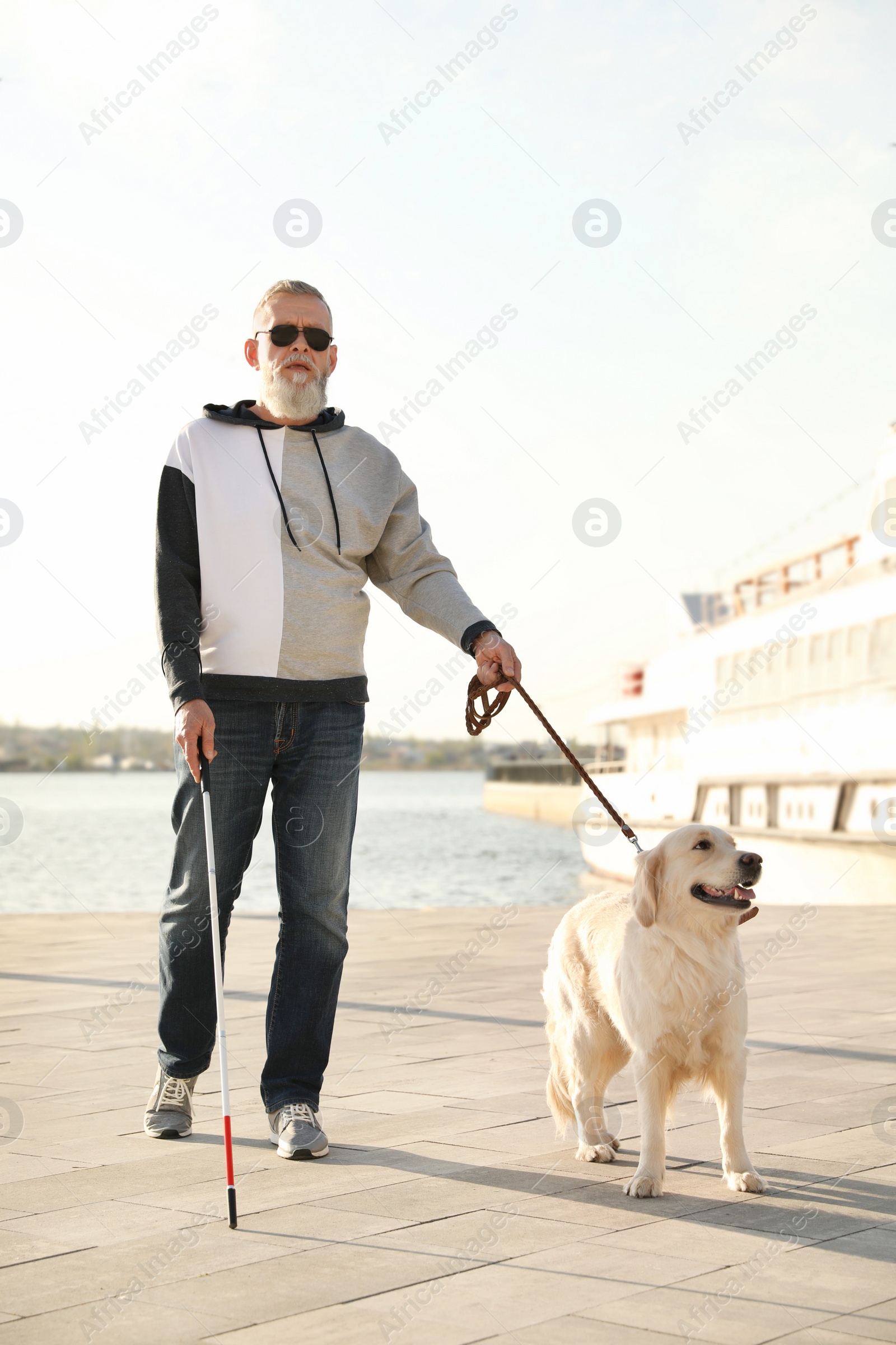 Photo of Guide dog helping blind person with long cane walking in city