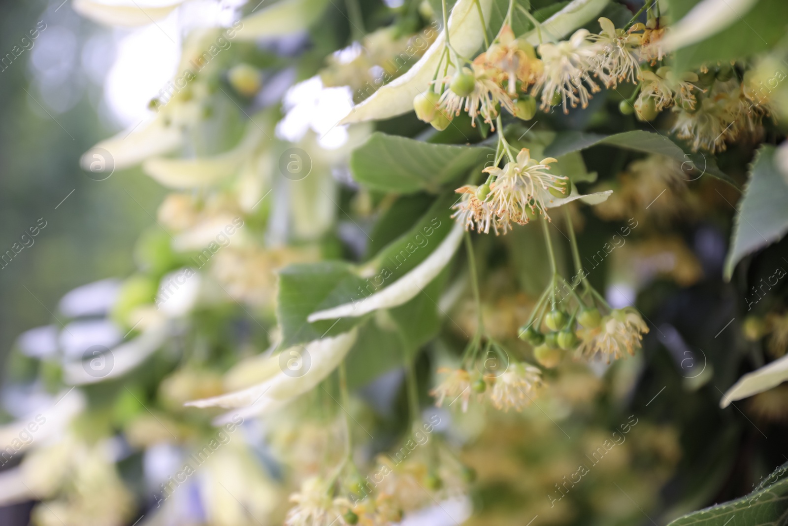 Photo of Closeup view of linden tree with fresh young green leaves and blossom outdoors on spring day