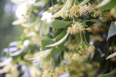 Photo of Closeup view of linden tree with fresh young green leaves and blossom outdoors on spring day