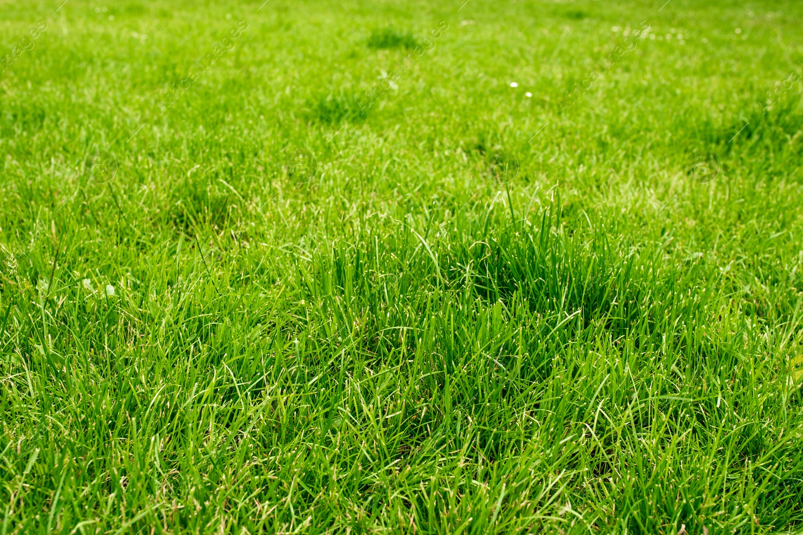 Photo of Beautiful lawn with many grass growing outdoors as background