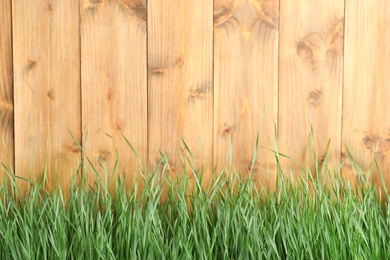 Photo of Fresh green grass near wooden fence. Space for text