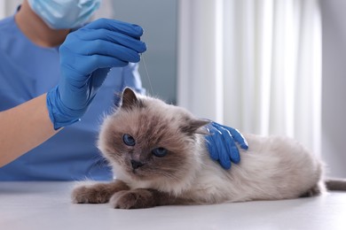 Photo of Veterinary holding acupuncture needle near cat's head in clinic, closeup. Animal treatment