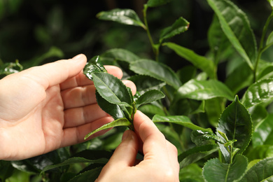 Farmer picking green tea leaves against dark background, closeup