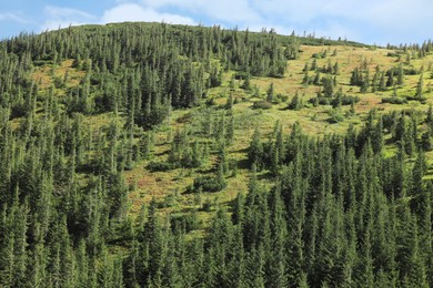 Picturesque view of mountain hill covered with forest