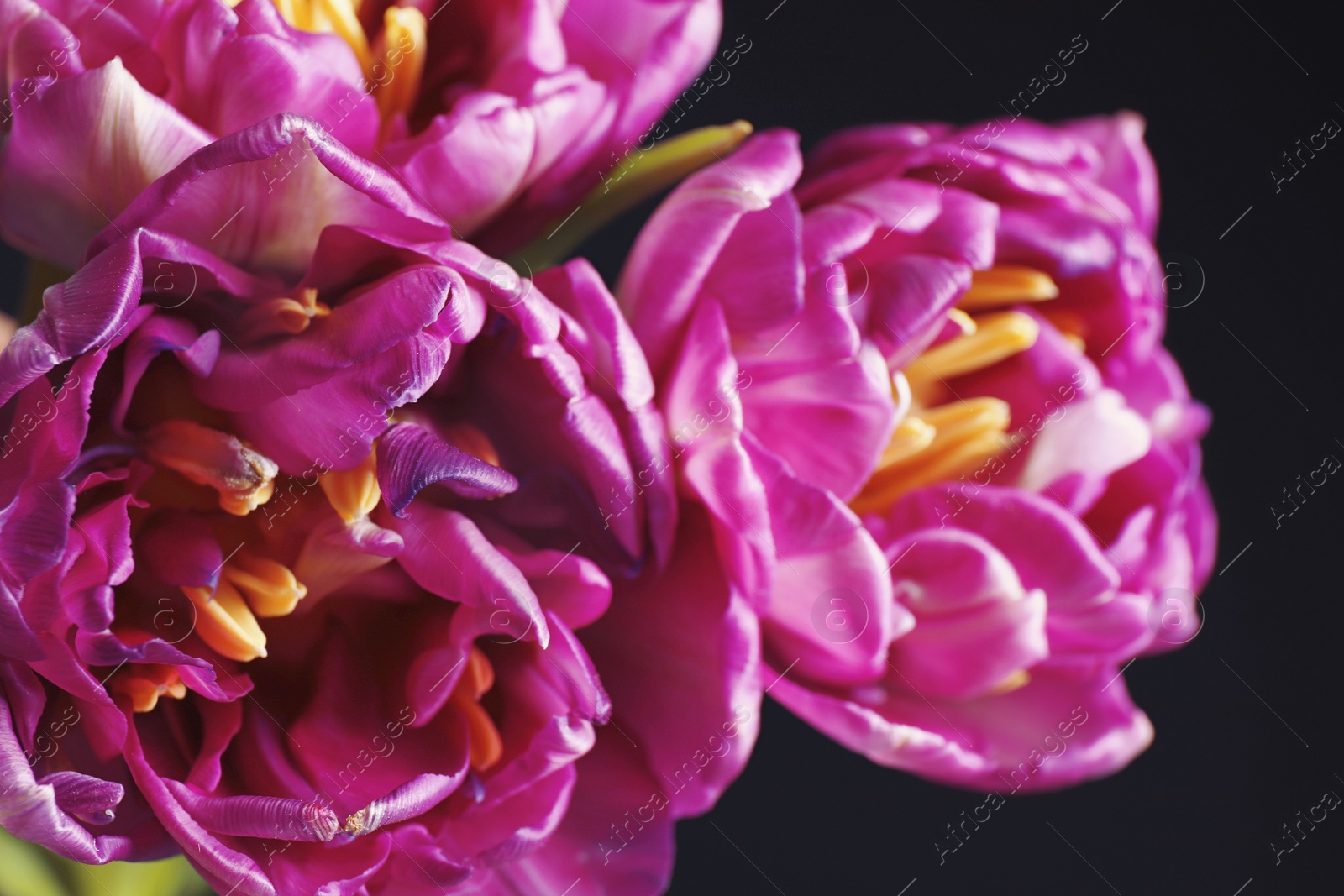 Photo of Beautiful fresh violet tulips on dark background, closeup. Floral decor