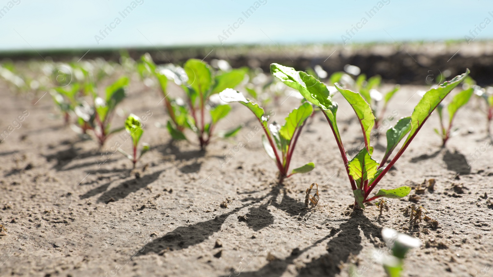 Photo of Beautiful view of beet field on sunny day