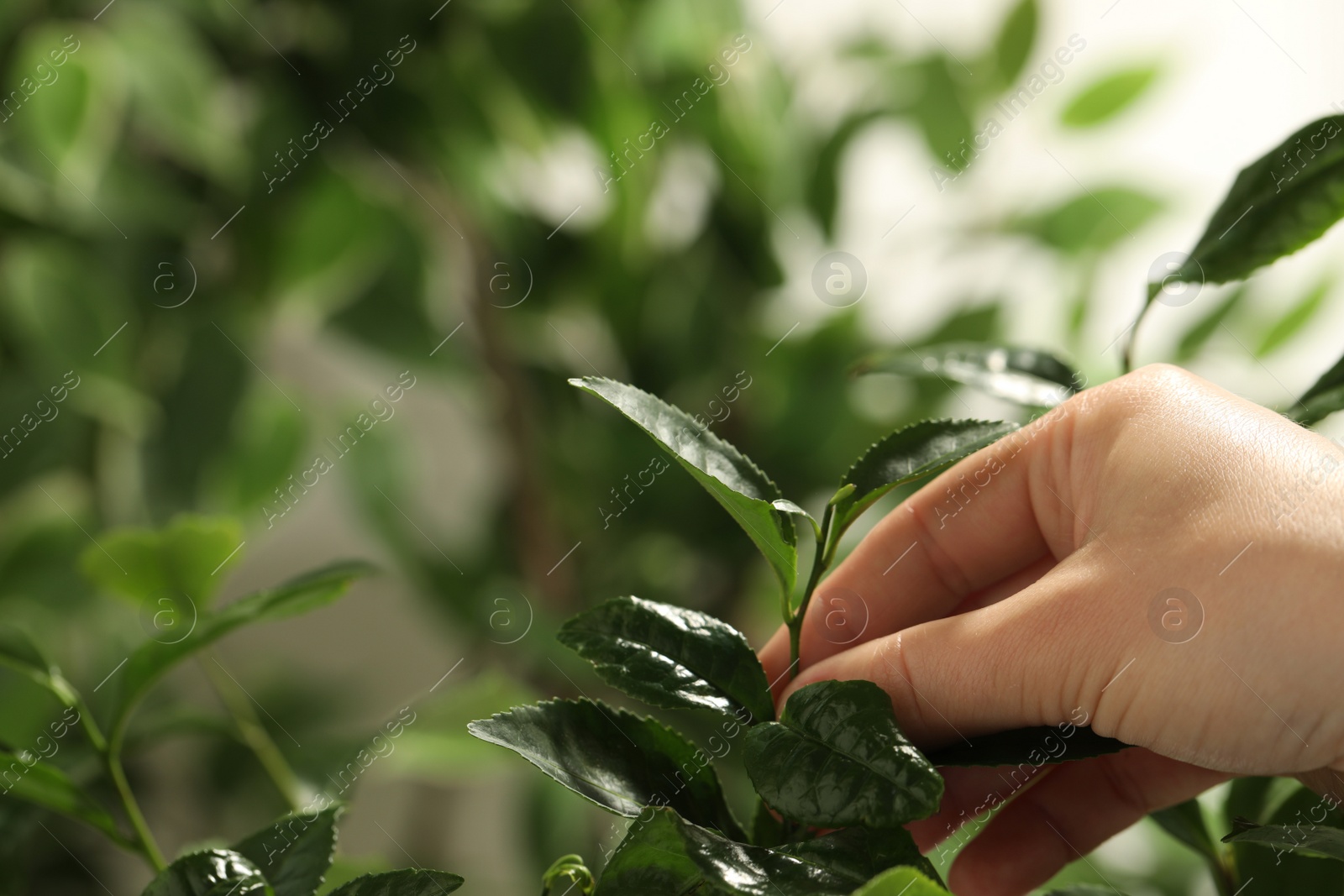 Photo of Farmer picking green tea leaves against blurred background, closeup