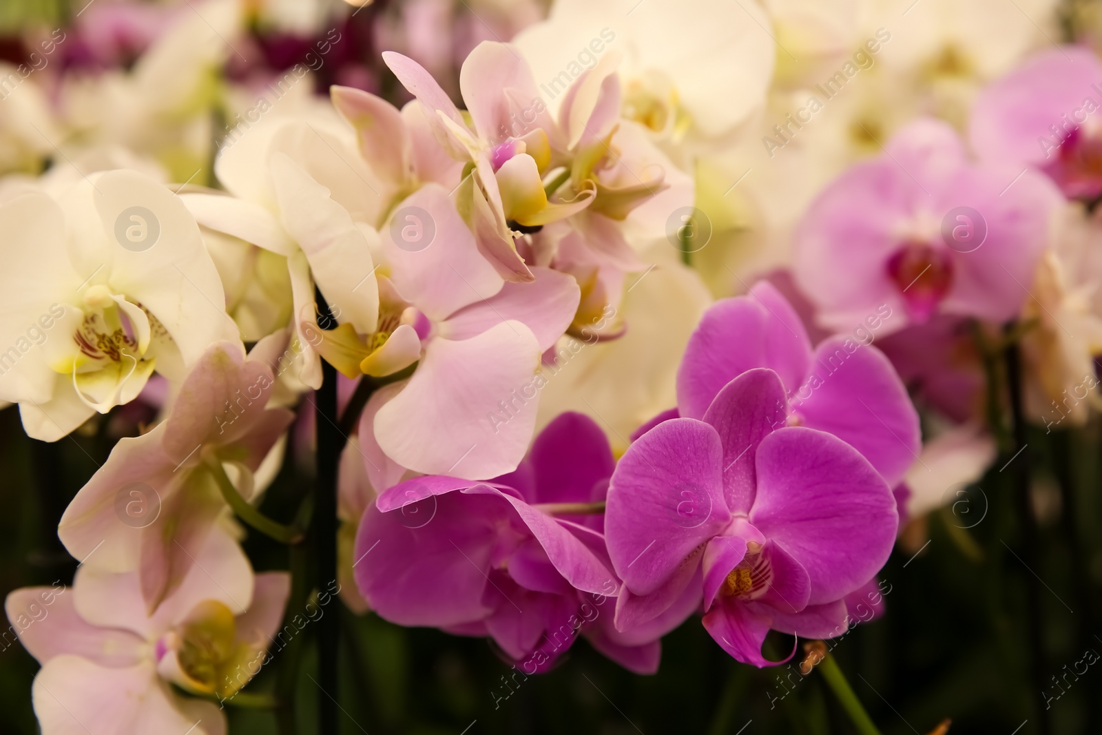 Photo of Beautiful blooming orchid flowers, closeup. Tropical plant