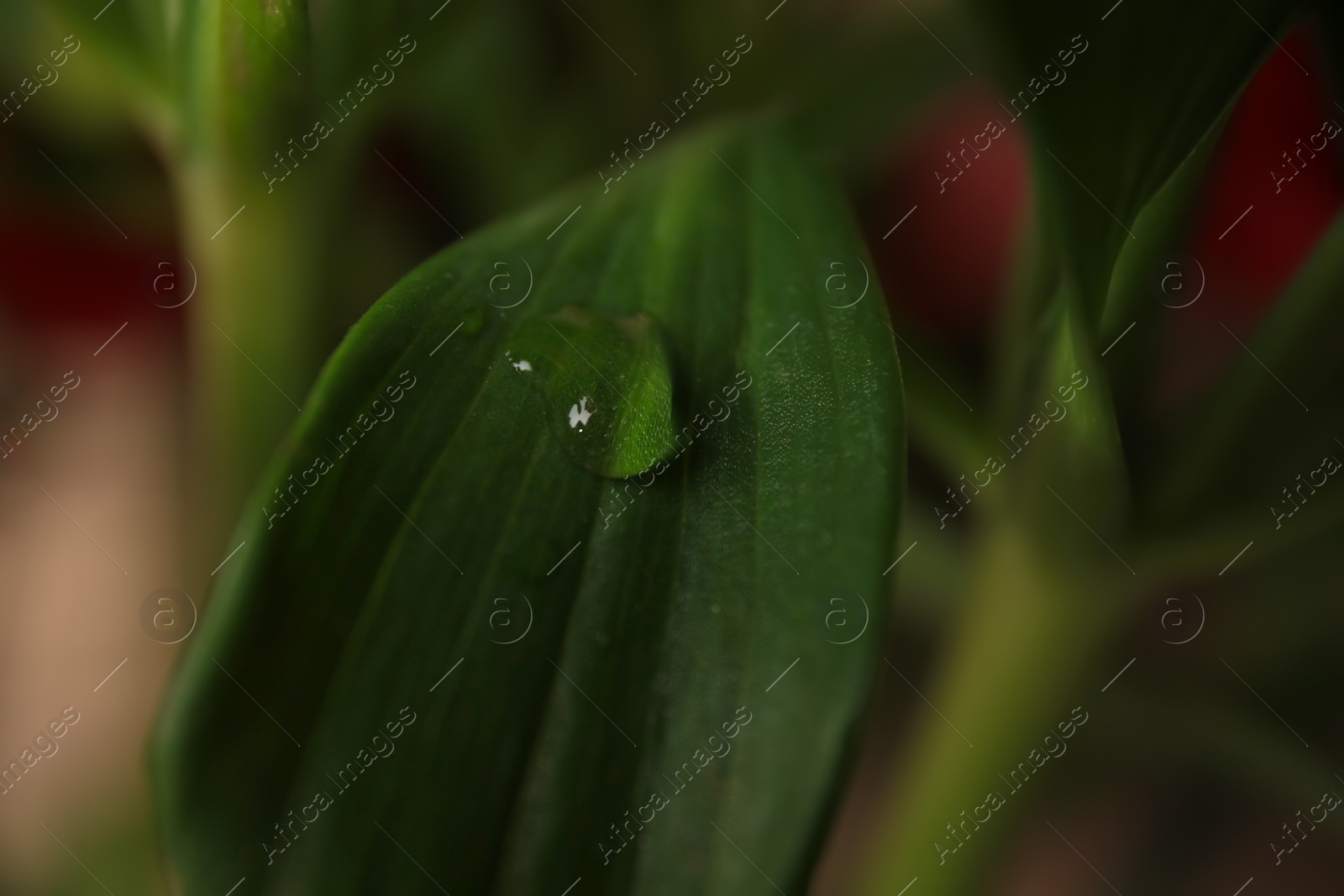 Photo of Beautiful leaf with water drops on blurred background, closeup