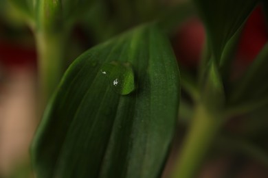 Beautiful leaf with water drops on blurred background, closeup