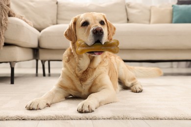 Image of Cute Golden Retriever dog holding chew bone in mouth indoors
