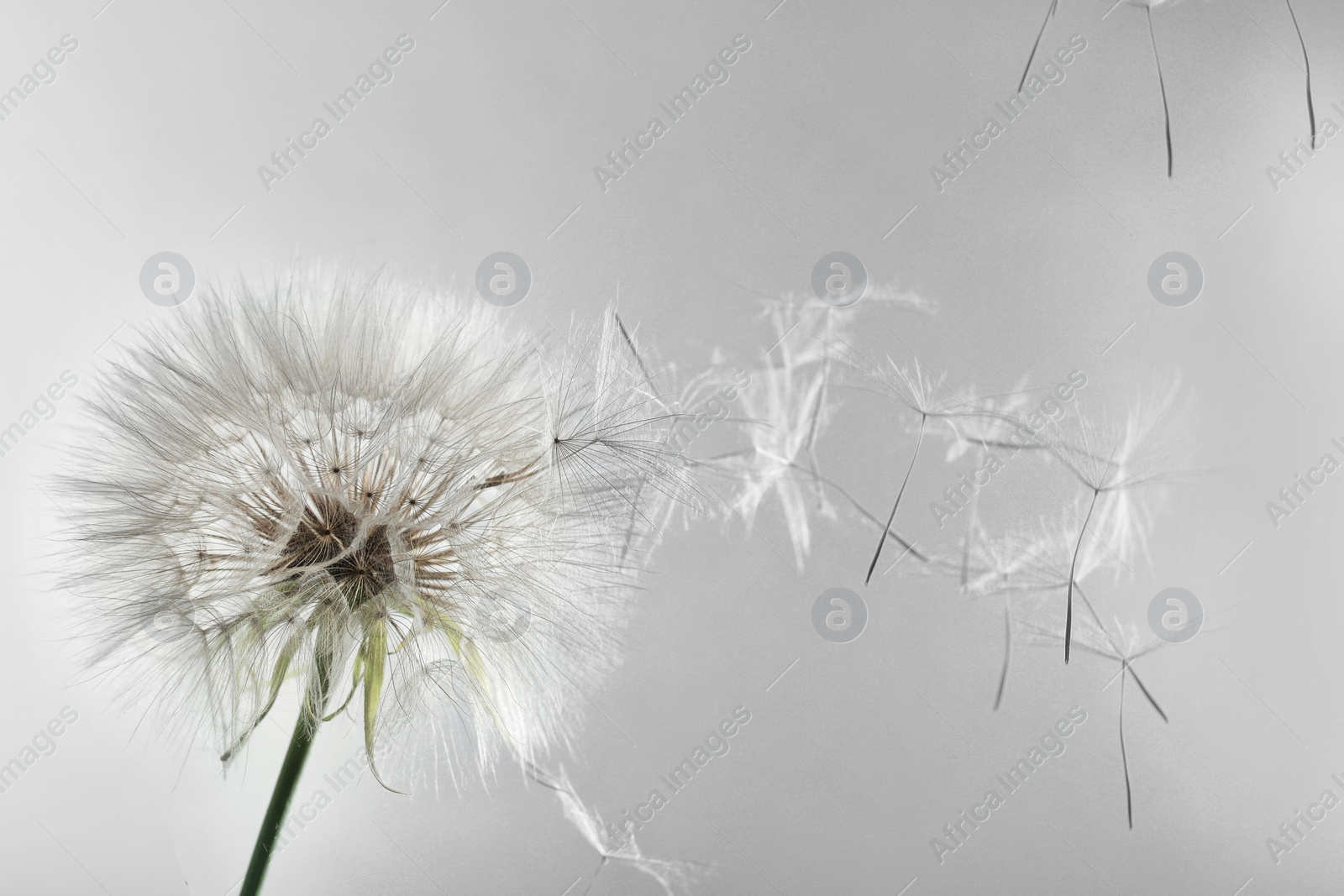 Image of Tender dandelion seed head. Black and white tone