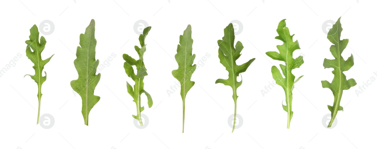 Image of Set of green arugula leaves on white background. Banner design