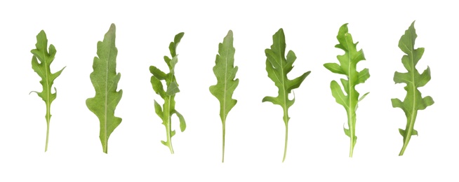 Image of Set of green arugula leaves on white background. Banner design