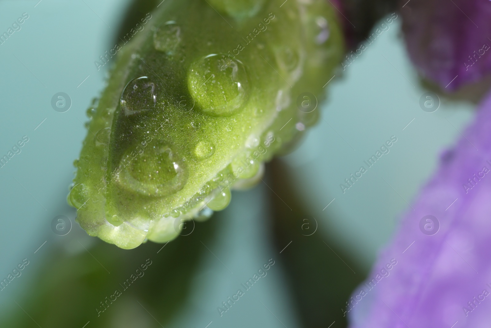 Photo of Beautiful flower bud with water drops on blurred background, macro view
