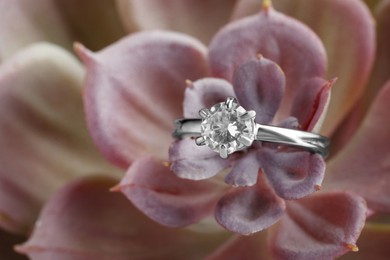 Beautiful luxury engagement ring with gemstone on succulent, closeup