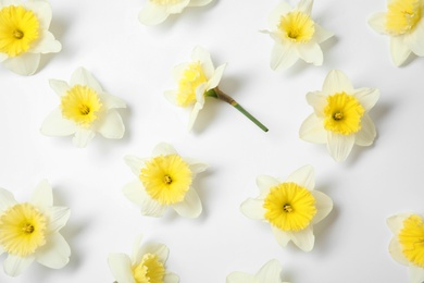 Photo of Composition with daffodils on white background, top view. Fresh spring flowers