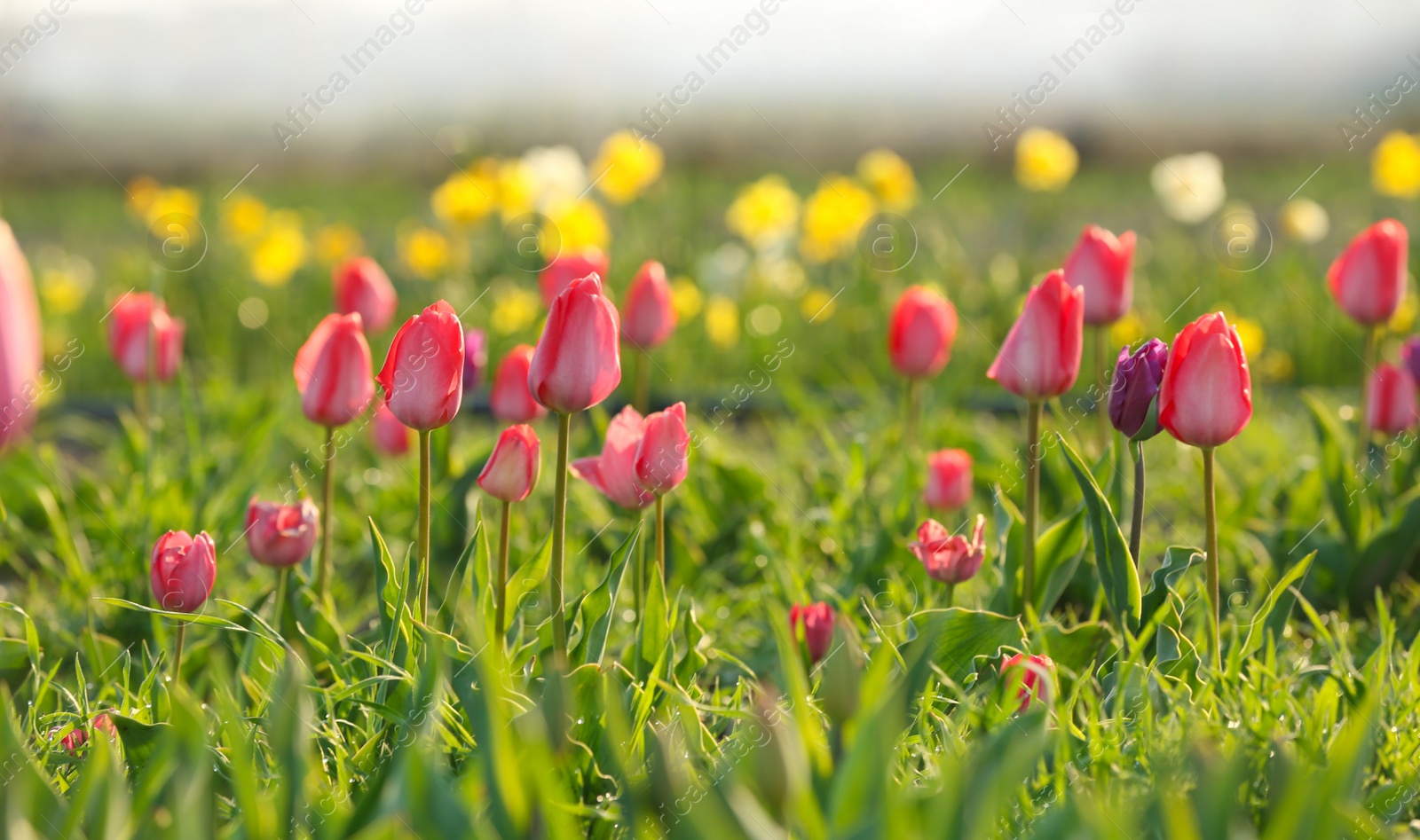 Photo of Field with fresh beautiful tulips. Blooming flowers