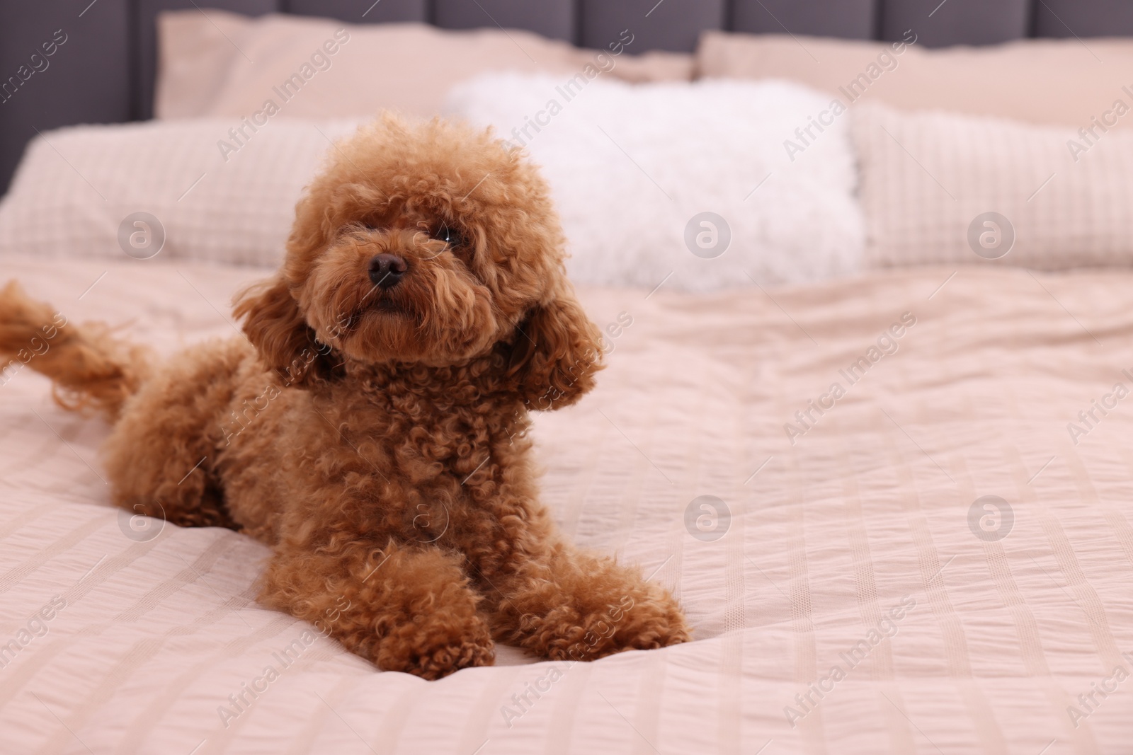 Photo of Cute Maltipoo dog on soft bed, space for text. Lovely pet