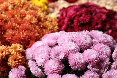 Photo of Beautiful different color Chrysanthemum flowers as background, closeup