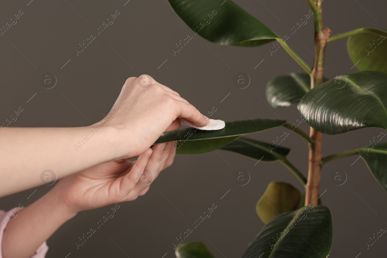 Photo of Woman wiping houseplant's leaves with cotton pad against grey wall, closeup