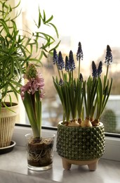 Beautiful muscari, hyacinth flowers and houseplant on window sill indoors. Spring time