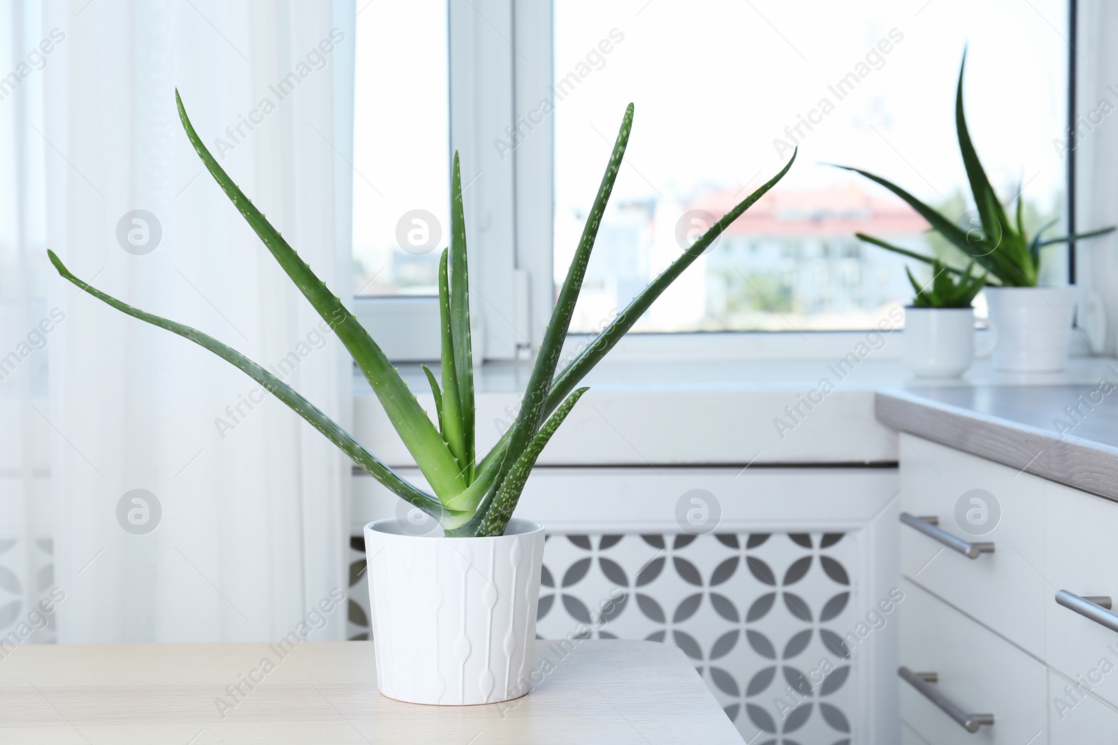 Photo of Potted aloe vera plant and space for text on blurred background