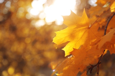 Photo of Tree branch with sunlit golden leaves in park, closeup. Autumn season