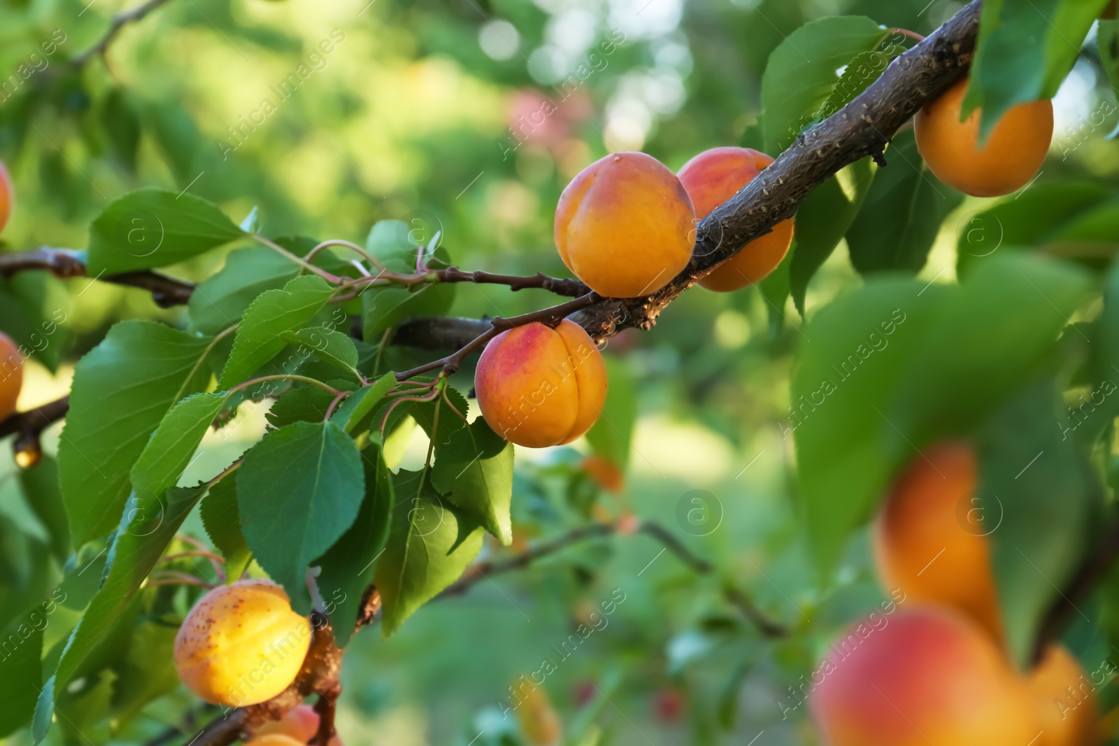 Photo of Tree branch with sweet ripe apricots outdoors, closeup view