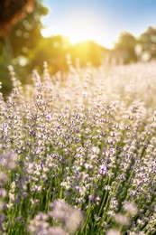 Beautiful lavender flowers growing in field on sunny day, closeup