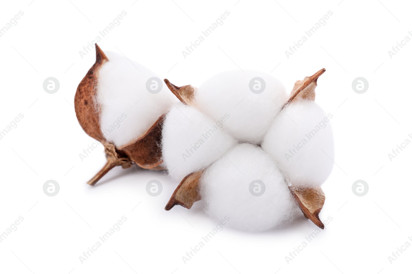 Photo of Beautiful fluffy cotton flowers isolated on white