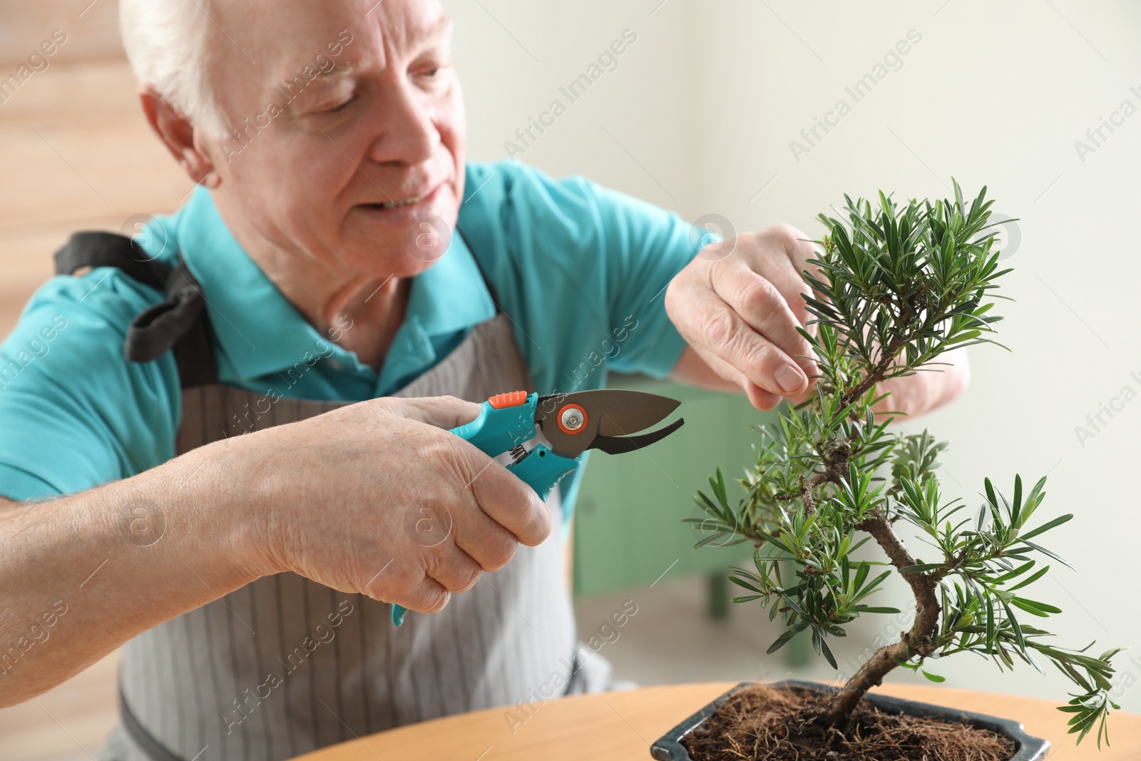 Photo of Senior man taking care of Japanese bonsai plant indoors. Creating zen atmosphere at home