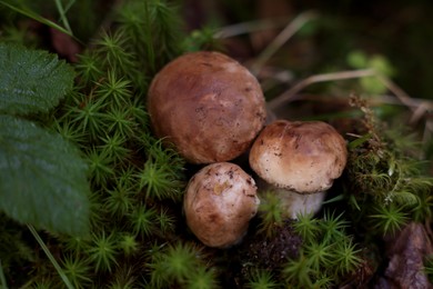 Photo of Fresh porcino mushrooms growing in forest, closeup