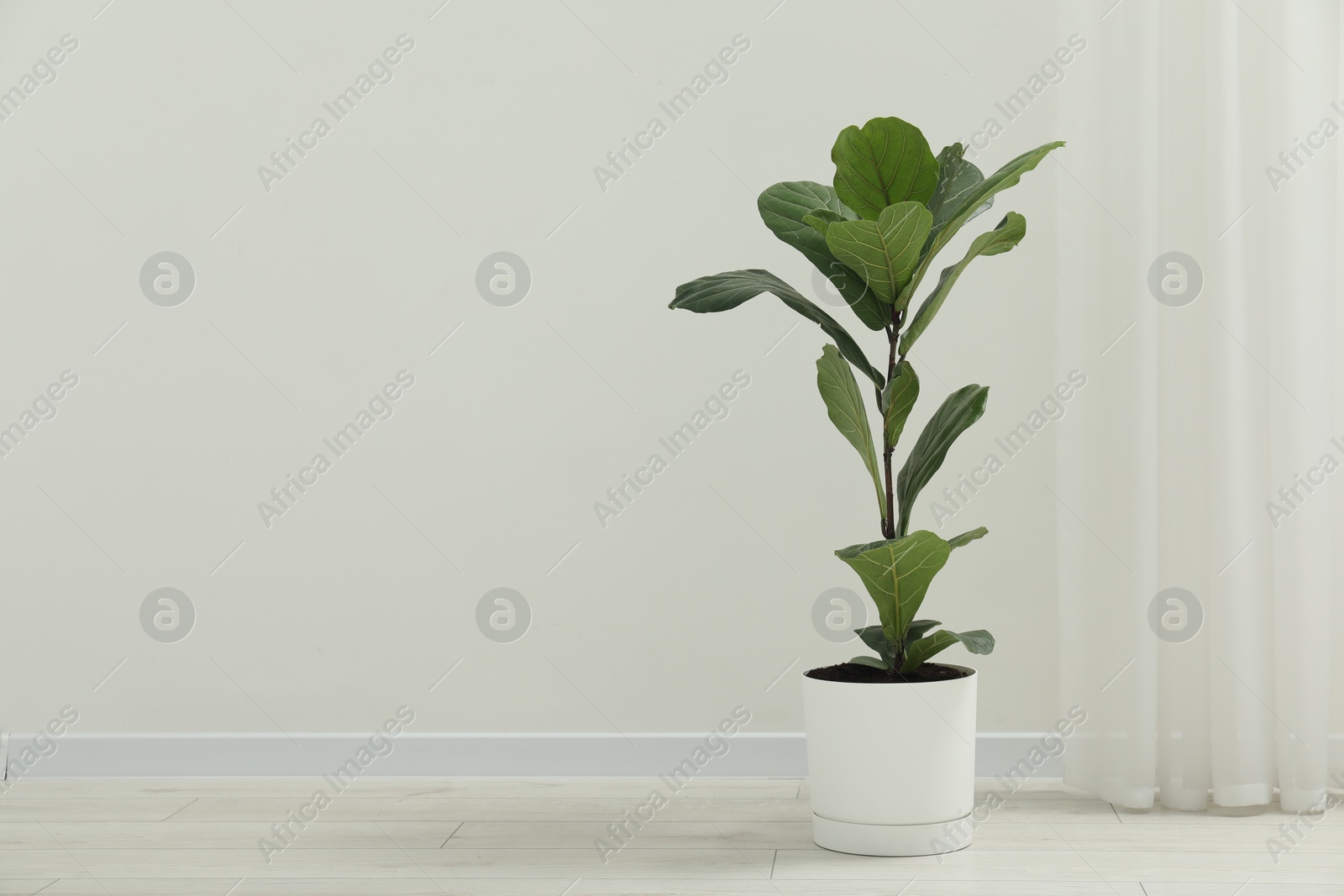 Photo of Fiddle Fig or Ficus Lyrata plant with green leaves near white wall indoors. Space for text