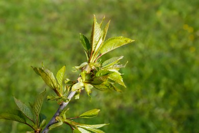 Photo of Tree branch with young green leaves outdoors in spring, closeup