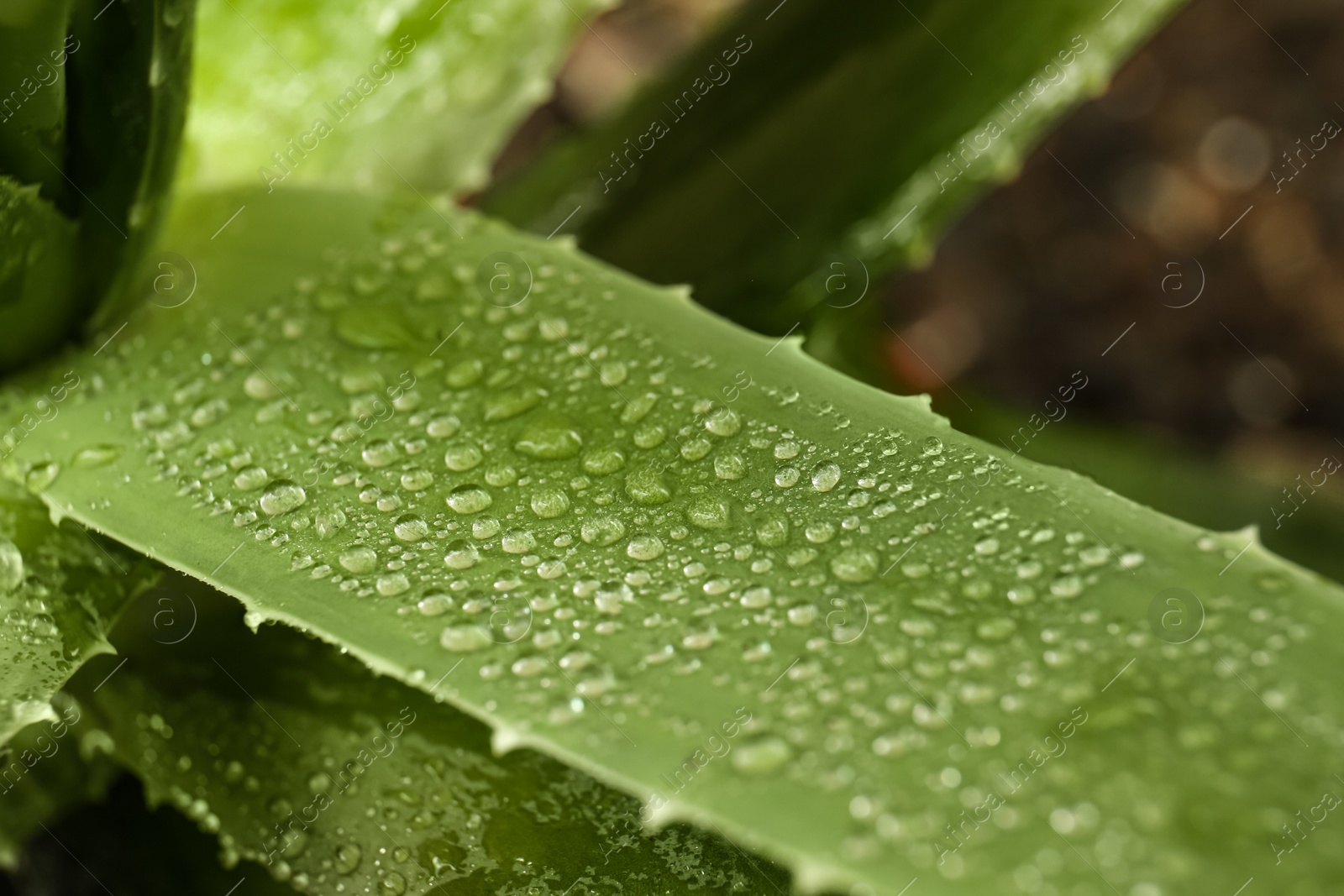 Photo of Beautiful green aloe vera plant with water drops on blurred background, closeup