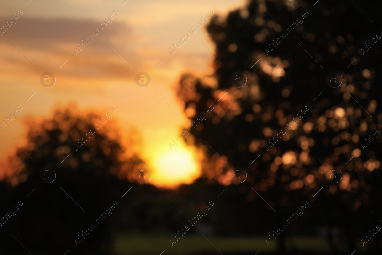 Photo of Blurred view of park with trees at sunset