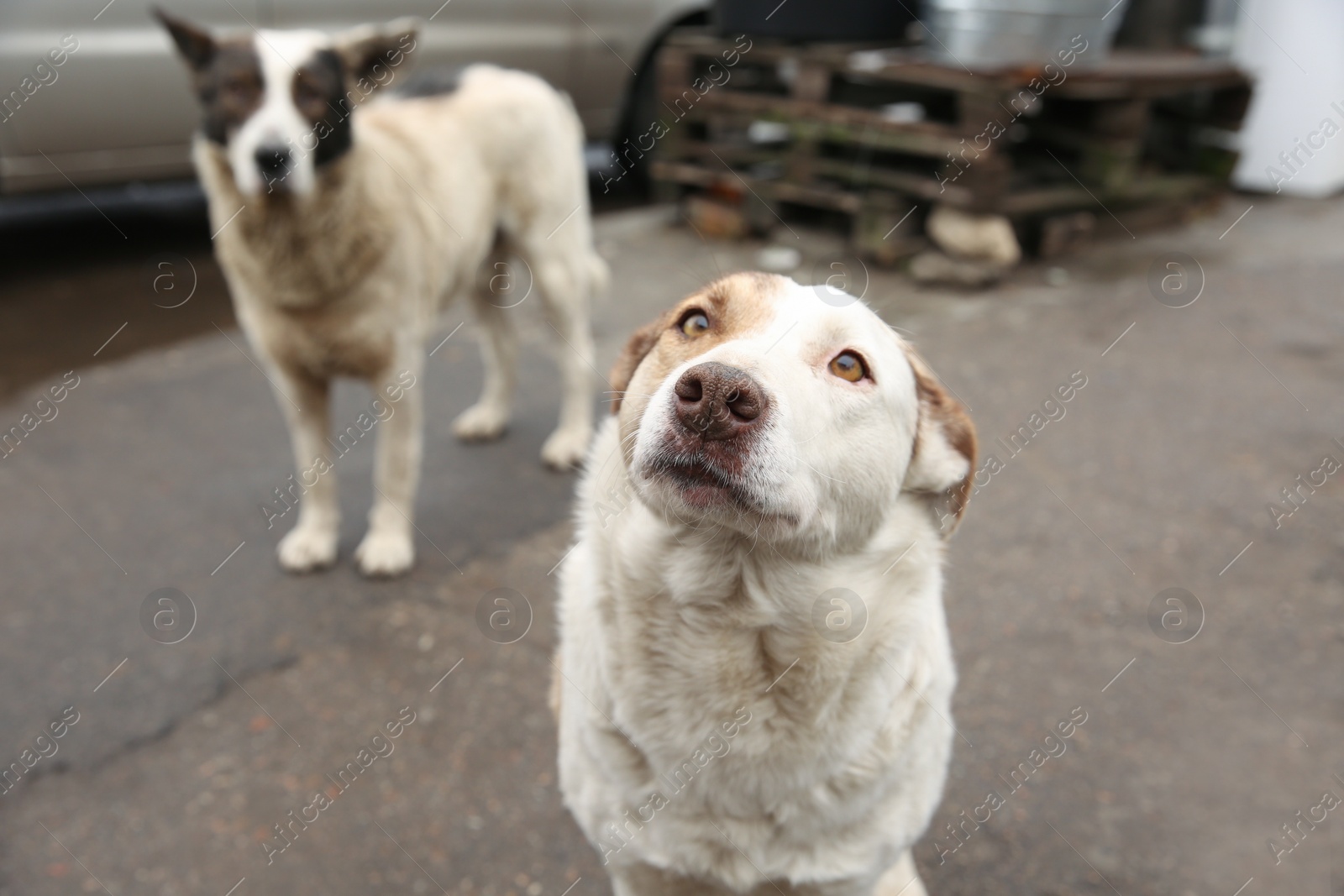 Photo of Homeless dog on city street. Abandoned animal