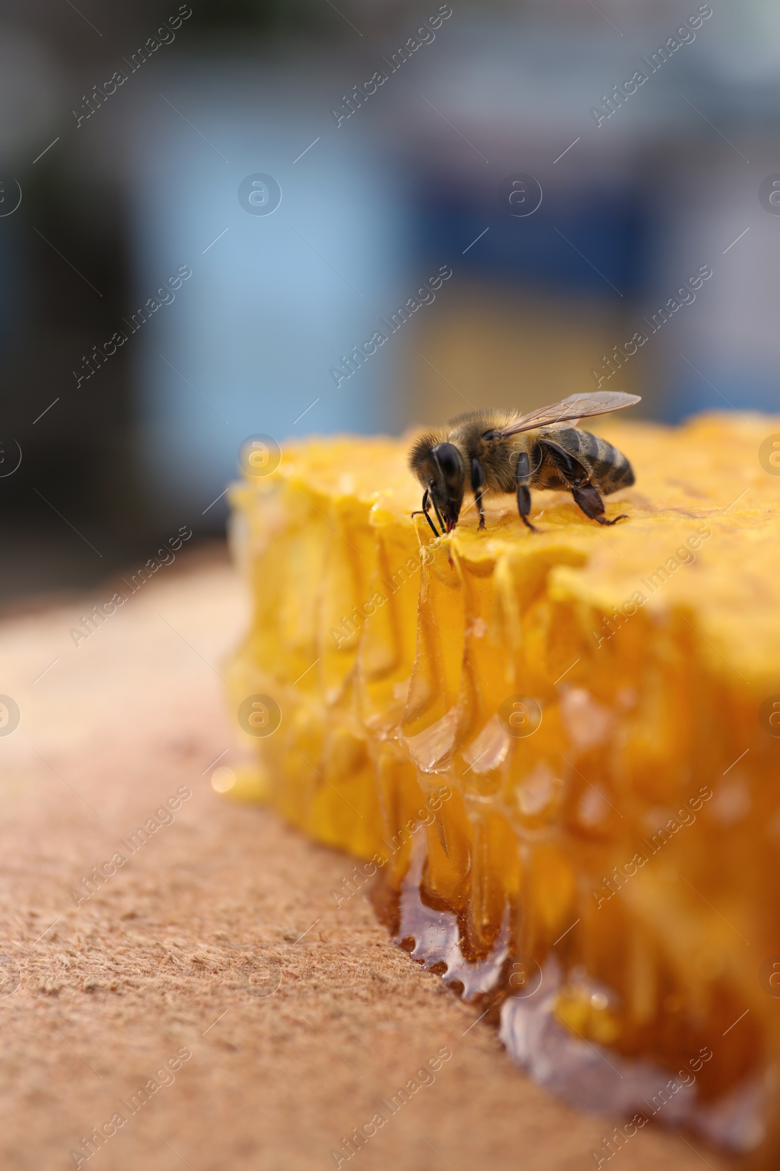 Photo of Piece of fresh honeycomb with bee on wood stump against blurred background, closeup