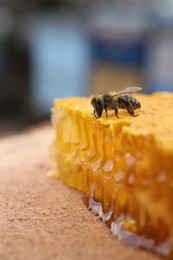 Photo of Piece of fresh honeycomb with bee on wood stump against blurred background, closeup