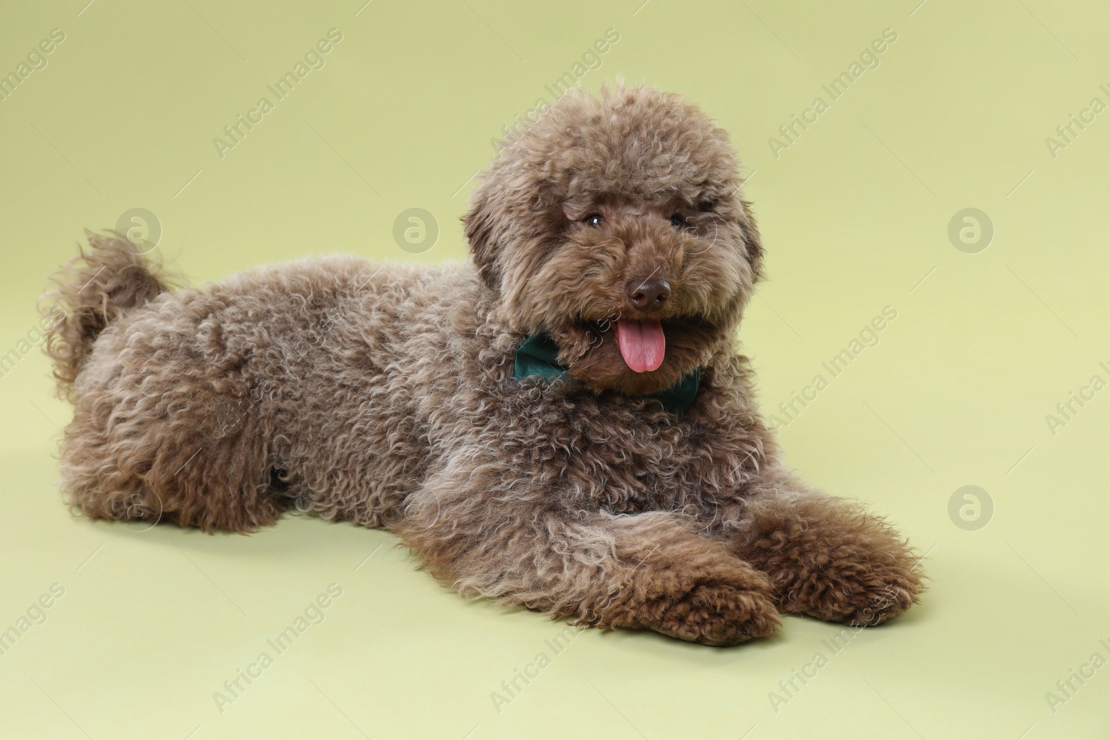 Photo of Cute Toy Poodle dog with bow tie on green background