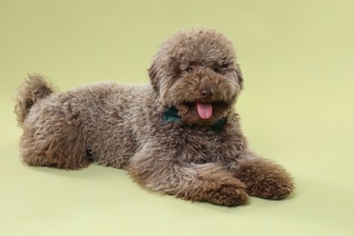 Photo of Cute Toy Poodle dog with bow tie on green background