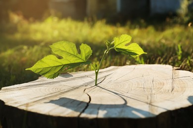 Photo of Green seedling growing out of stump outdoors on sunny day, closeup. New life concept