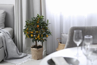 Photo of Potted kumquat tree on floor in living room. Interior design
