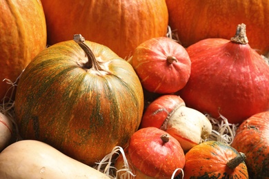 Many different pumpkins as background, closeup. Autumn holidays